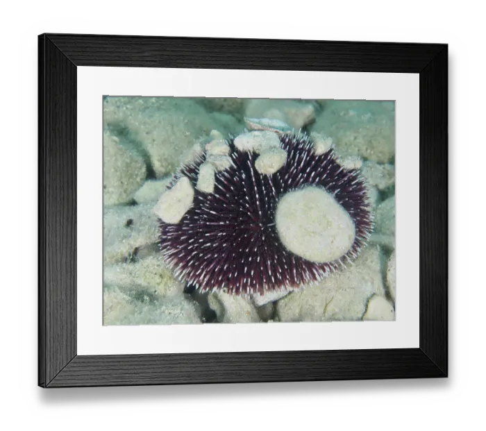 Framed Print : A Sphaerechinus granularis (Sphaerechinus granularis) with many spines and stones on the seabed