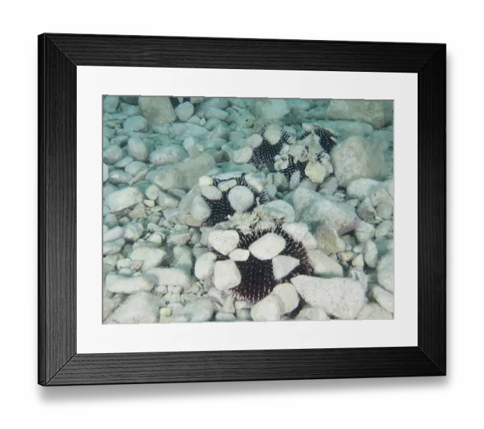 Framed Print : Several Sphaerechinus granularis (Sphaerechinus granularis) with stones on a rocky seabed Framed Print : Several Sphaerechinus granularis (Sphaerechinus granularis) with stones on a rocky seabed