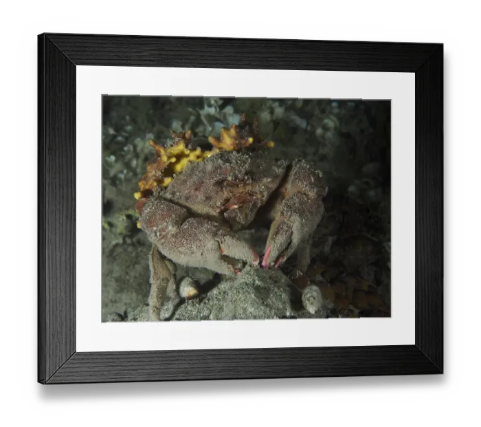 Framed Print : A camouflaged crab