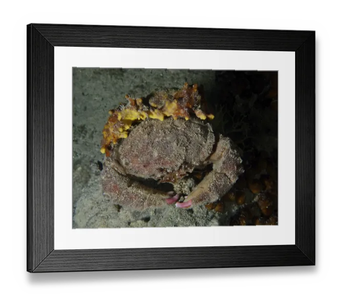Framed Print : A camouflaged crab