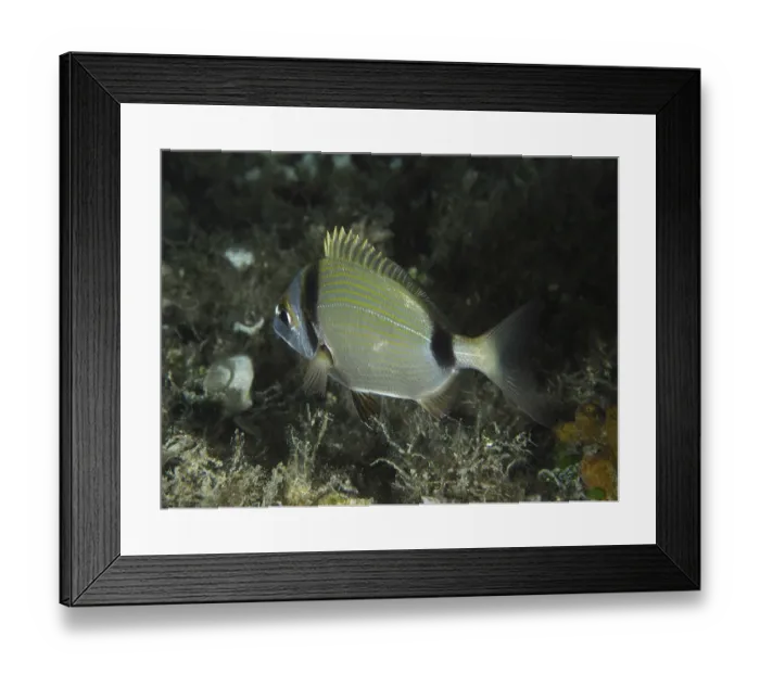 Framed Print : A silver fish with yellow stripes Framed Print : A silver fish with yellow stripes