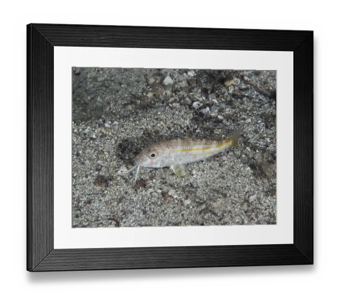 Framed Print : A small fish with light-coloured stripes