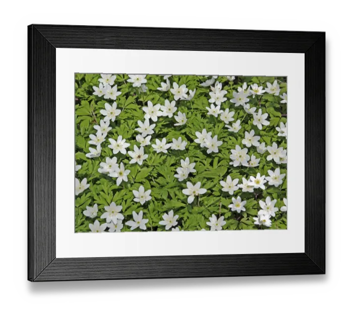 Framed Print : Wood anemone nemorosa Framed Print : Wood anemone nemorosa