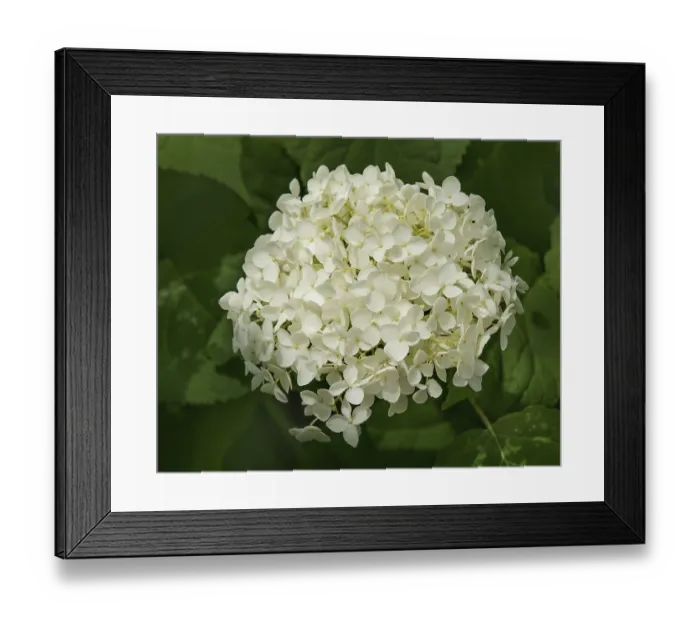 Framed Print : Snowball hydrangea Hydrangea arborescens' Snowball hydrangea Hydrangea arborescens