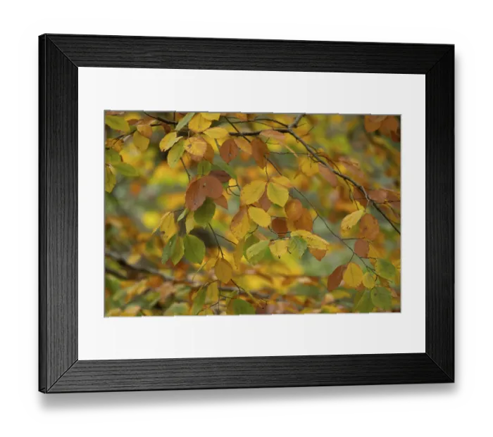 Framed Print : European beech tree (Fagus sylvatica) autumn colour leaves on branches in a woodland