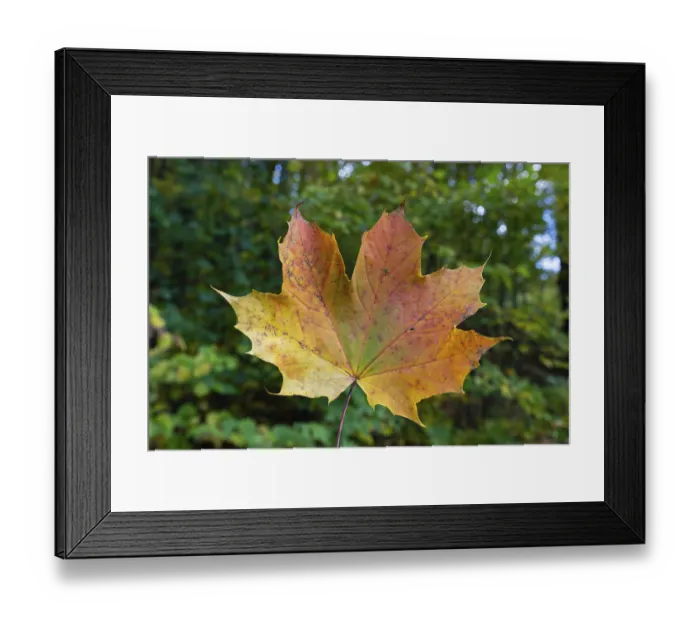 Framed Print : Autumn coloured leaf of a maple (acer) Framed Print : Autumn coloured leaf of a maple (acer)