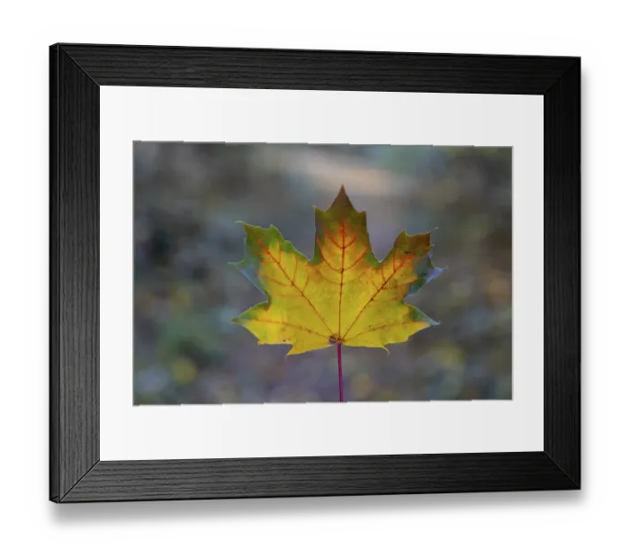 Framed Print : Autumn coloured leaf of a maple (acer) Framed Print : Autumn coloured leaf of a maple (acer)