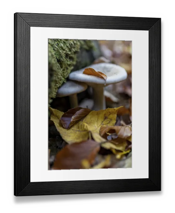 Framed Print : 2 mushrooms hidden between colorful autumn leaves