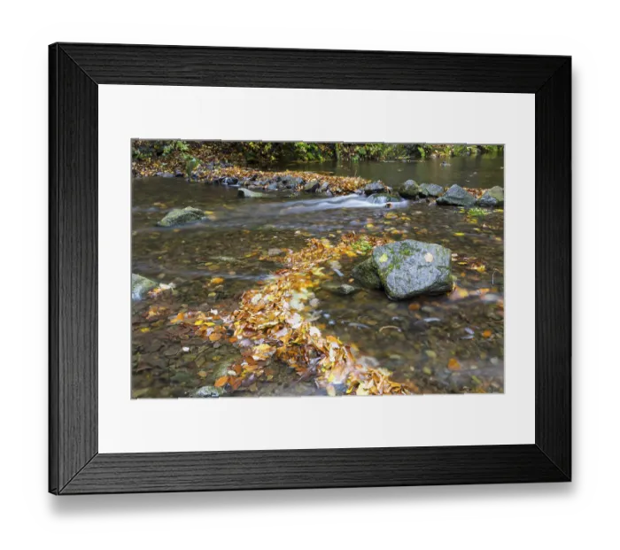 Framed Print : Colourful autumn leaves and stones in Rote Weisseritz in Rabenauer Grund Framed Print : Colourful autumn leaves and stones in Rote Weisseritz in Rabenauer Grund