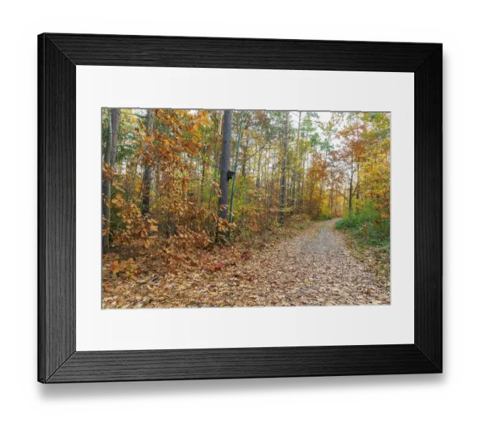 Framed Print : Forest trail through the colorful autumn forest