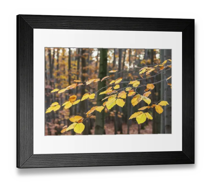 Framed Print : The leaves of the beech (fagus) glow yellow and orange in autumn