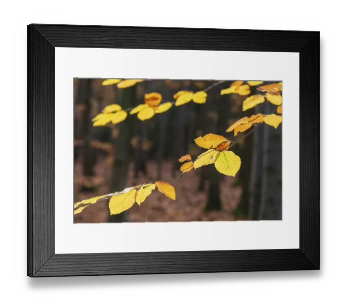 Framed Print : The leaves of the beech (fagus) glow yellow and orange in autumn