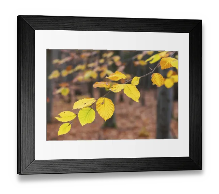 Framed Print : The leaves of the beech (fagus) glow yellow and orange in autumn