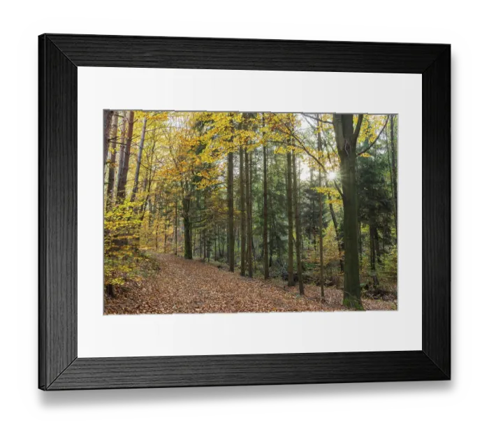 Framed Print : Forest trail through the colorful autumn forest