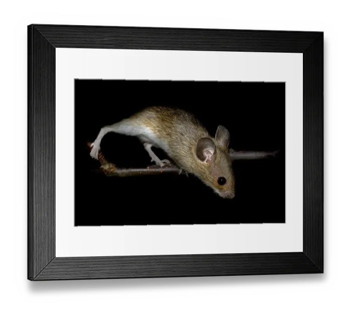 Framed Print : Wood mouse Apodemus sylvaticus