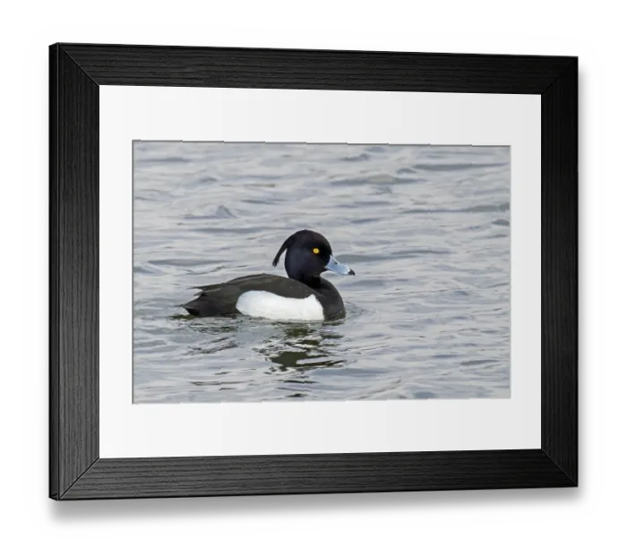 Framed Print : Aythya fuligula male heron duck Aythya fuligula male heron duck Framed Print : Aythya fuligula male heron duck Aythya fuligula male heron duck