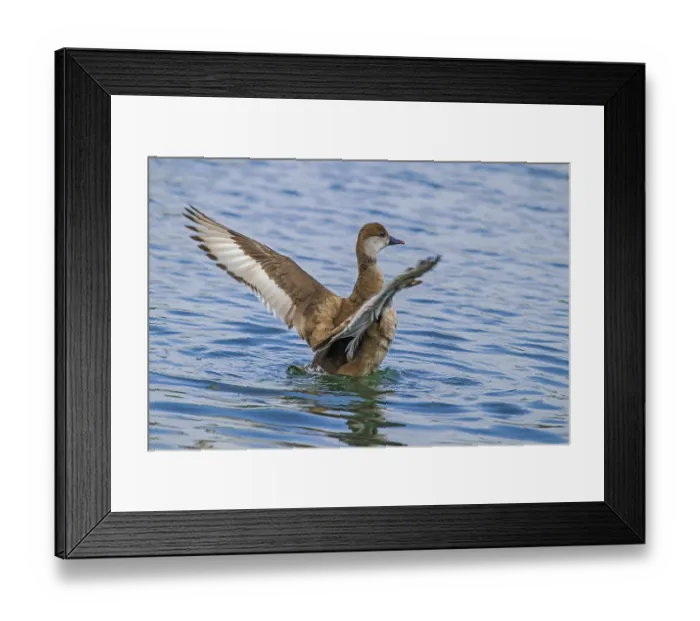 Framed Print : Chicken duck, female, Netta rufina' Chicken duck Framed Print : Chicken duck, female, Netta rufina' Chicken duck