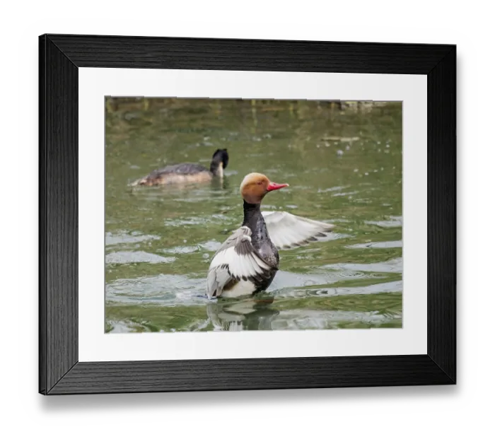 Framed Print : Chicken duck, male, Netta rufina' Chicken duck Framed Print : Chicken duck, male, Netta rufina' Chicken duck