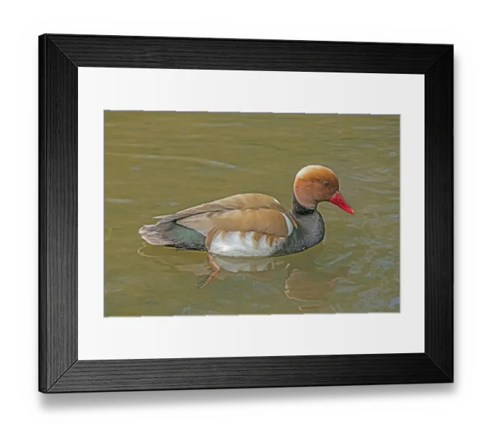 Framed Print : Chicken duck, male, Netta rufina' Chicken duck
