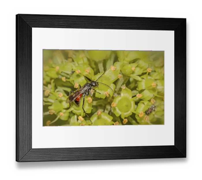 Framed Print : Wasp Priocnemis spec.  Wasp Priocnemis spec