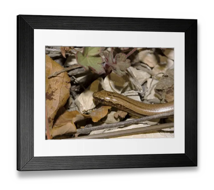 Framed Print : Slow worm Anguis fragilis