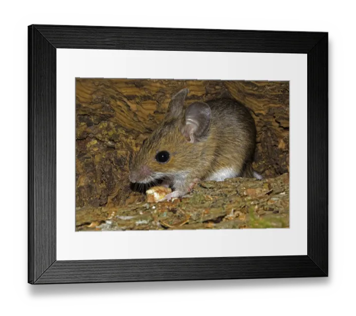 Framed Print : Wood mouse Apodemus sylvaticus