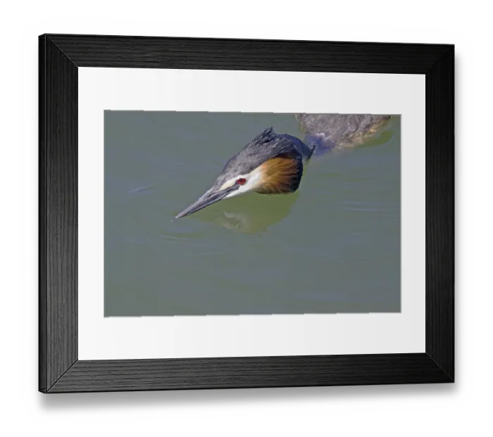 Framed Print : Great crested grebe