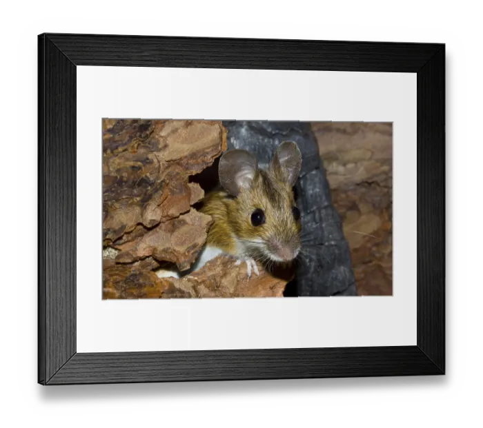 Framed Print : Wood mouse Apodemus sylvaticus Framed Print : Wood mouse Apodemus sylvaticus