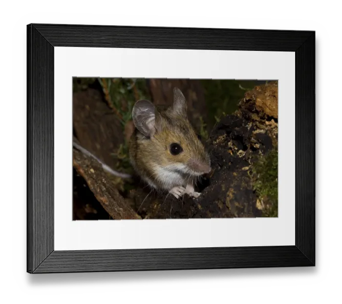 Framed Print : Wood mouse Apodemus sylvaticus