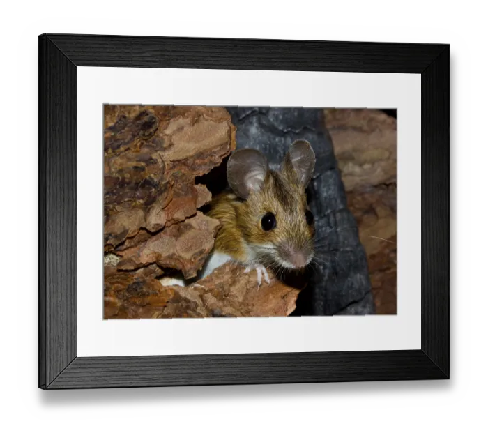 Framed Print : Wood mouse Apodemus sylvaticus Framed Print : Wood mouse Apodemus sylvaticus