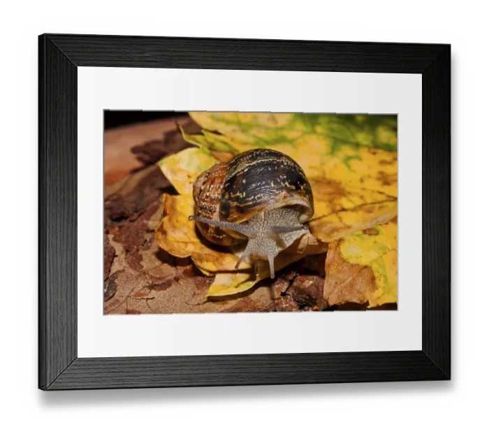 Framed Print : Spotted vineyard snail Cornu aspersum