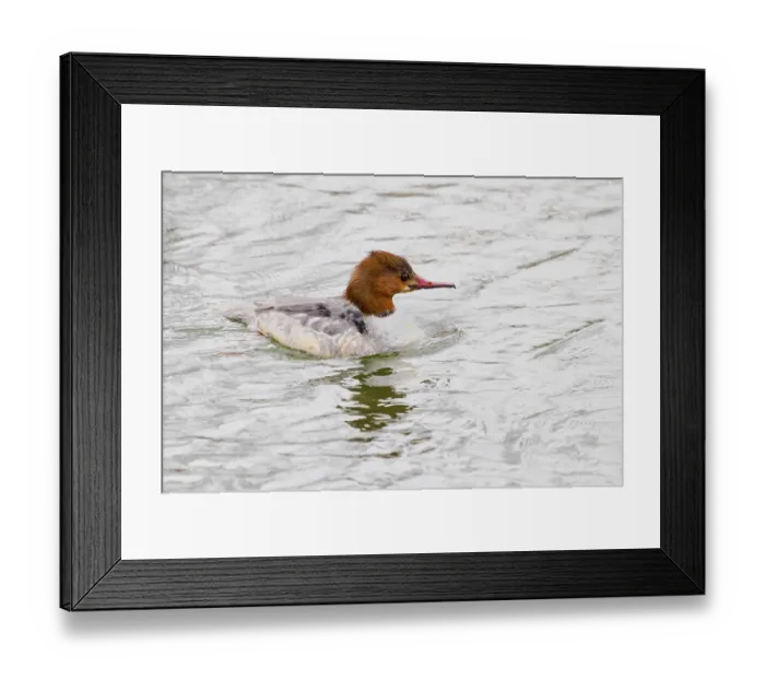 Framed Print : Goose sager Mergus merganser Framed Print : Goose sager Mergus merganser