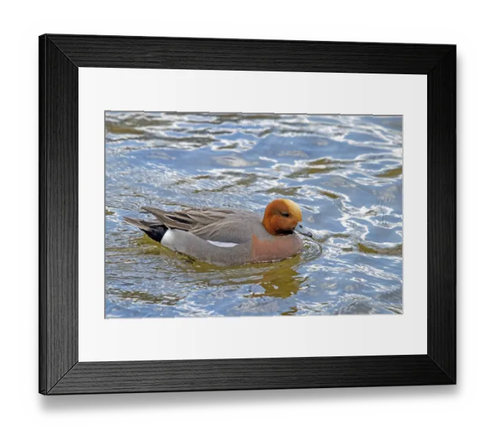 Framed Print : Whistling duck Anas penelope