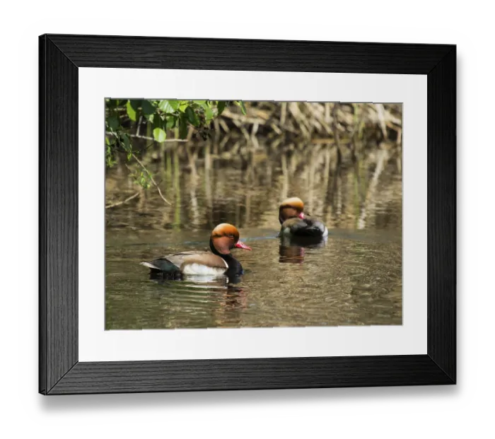 Framed Print : Netta rufina duck Netta rufina duck Framed Print : Netta rufina duck Netta rufina duck