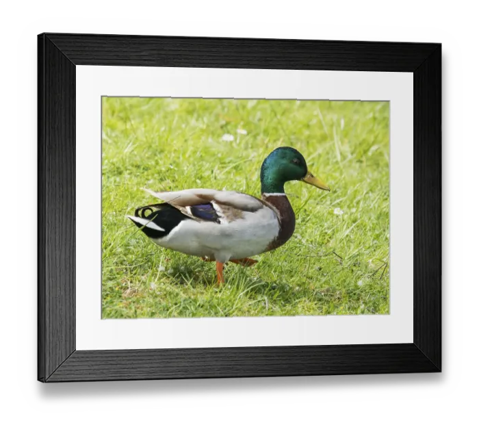 Framed Print : Male mallard, anas platyrhynchos' Male mallard
