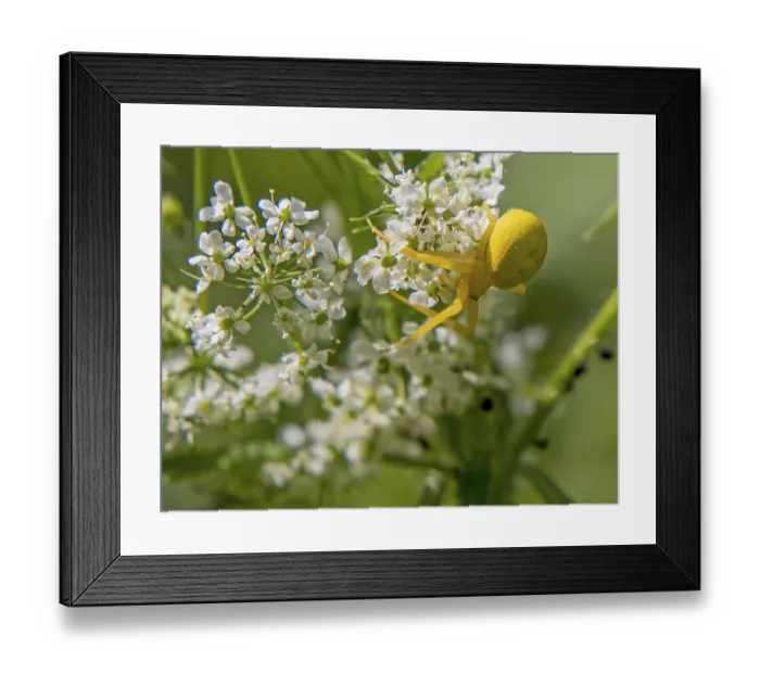 Framed Print : Variable crab spider misumena vatia' Variable crab spider misumena vatia