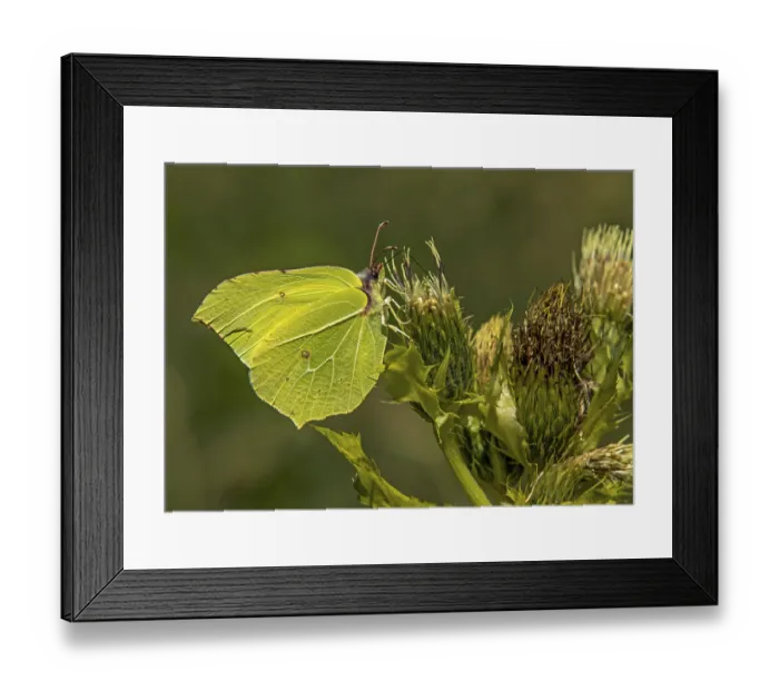 Framed Print : Gonepteryx rhamni lemon butterfly Gonepteryx rhamni lemon butterfly