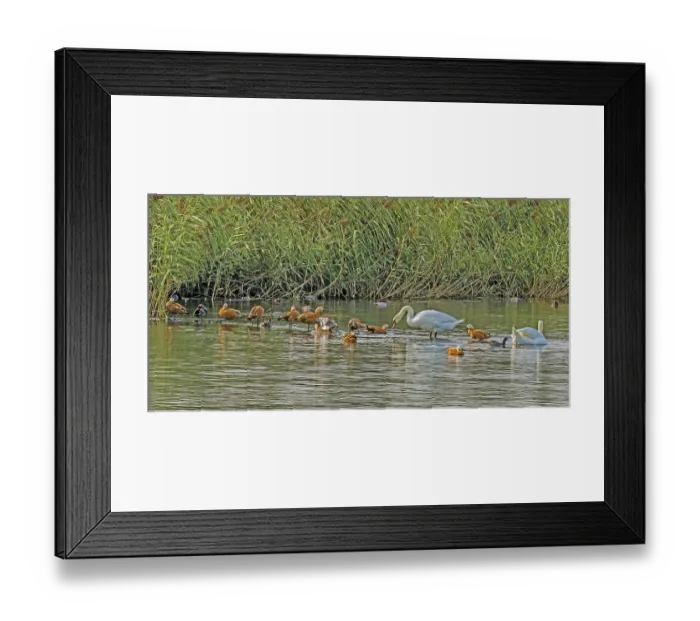 Framed Print : Cygnus olor hump swans