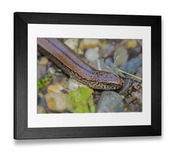 Framed Print : Little Worm Anguis fragilis fragilis' Little Worm Anguis fragilis fragilis