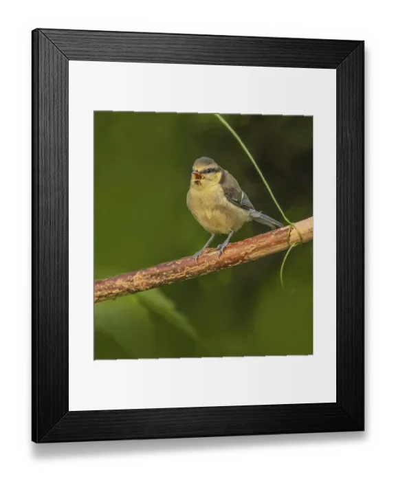 Framed Print : Blue tit Parus caeruleus? fledgling Blue tit Parus caeruleus? fledgling Framed Print : Blue tit Parus caeruleus? fledgling Blue tit Parus caeruleus? fledgling