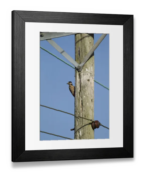 Framed Print : Great spotted woodpecker (Dendrocopus major) adult bird perched on a telegraph pole