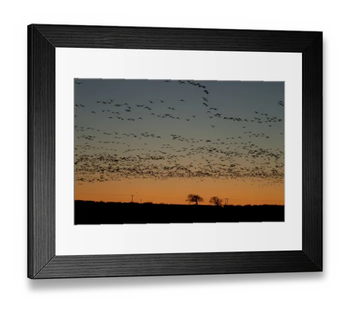 Framed Print : Pink-footed goose (Anser brachyrhynchus)