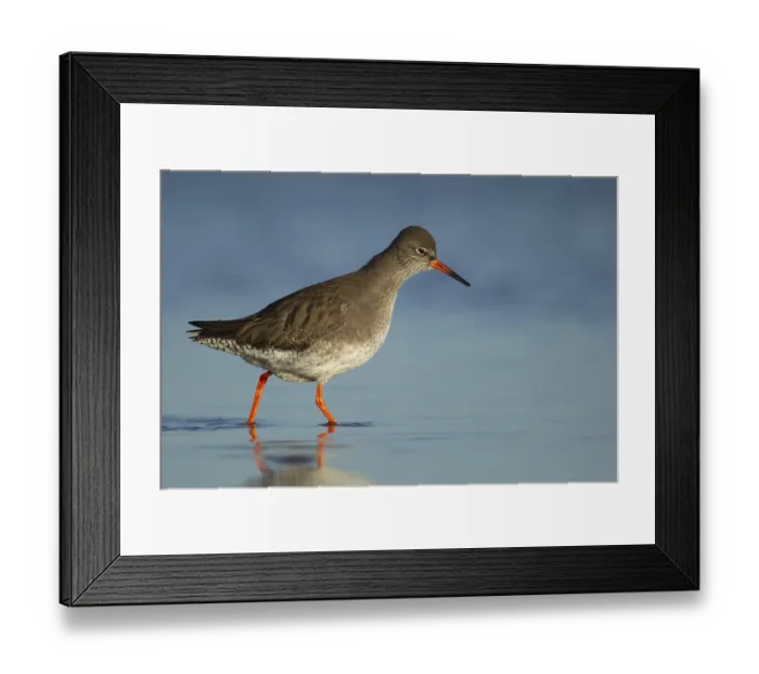 Framed Print : Common redshank (Tringa totanus) adult wading bird in a shallow lagoon Framed Print : Common redshank (Tringa totanus) adult wading bird in a shallow lagoon
