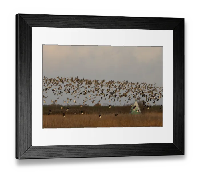 Framed Print : Golden plover (Pluvialis apricaria) and Northern lapwing (Vanellus vanellus) Framed Print : Golden plover (Pluvialis apricaria) and Northern lapwing (Vanellus vanellus)