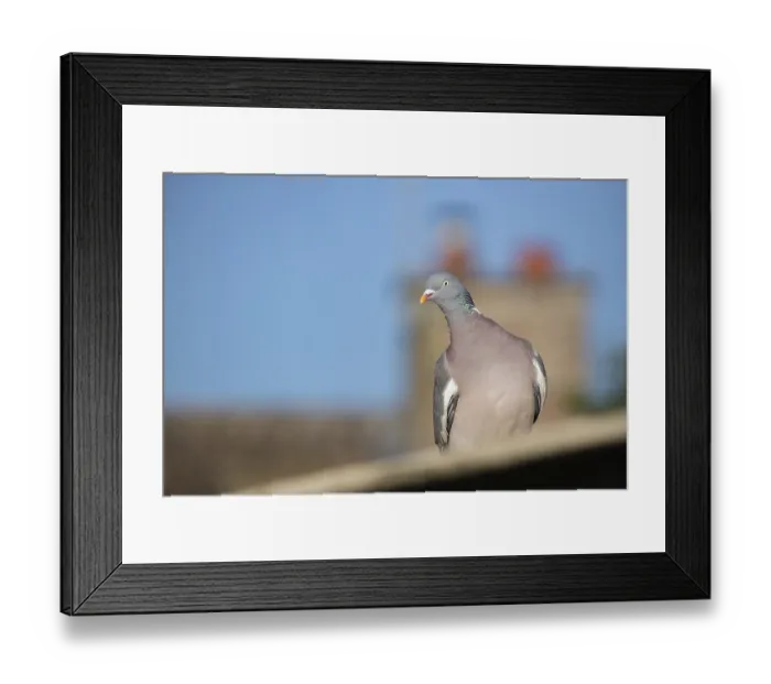 Framed Print : Wood pigeon (Columba palumbus) adult bird on an urban roof
