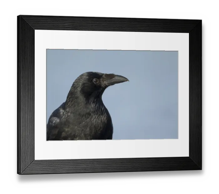 Framed Print : Carrion crow (Corvus corone) adult corvid bird head portrait