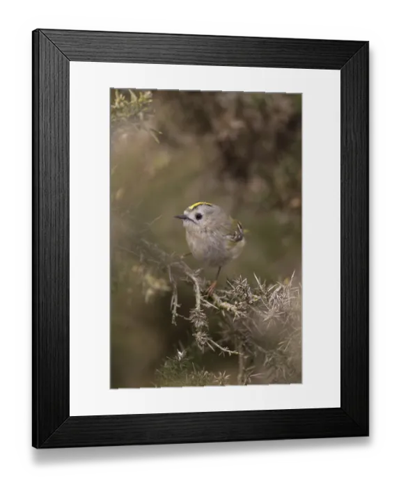 Framed Print : Goldcrest (Regulus regulus) adult bird on a Gorse bush