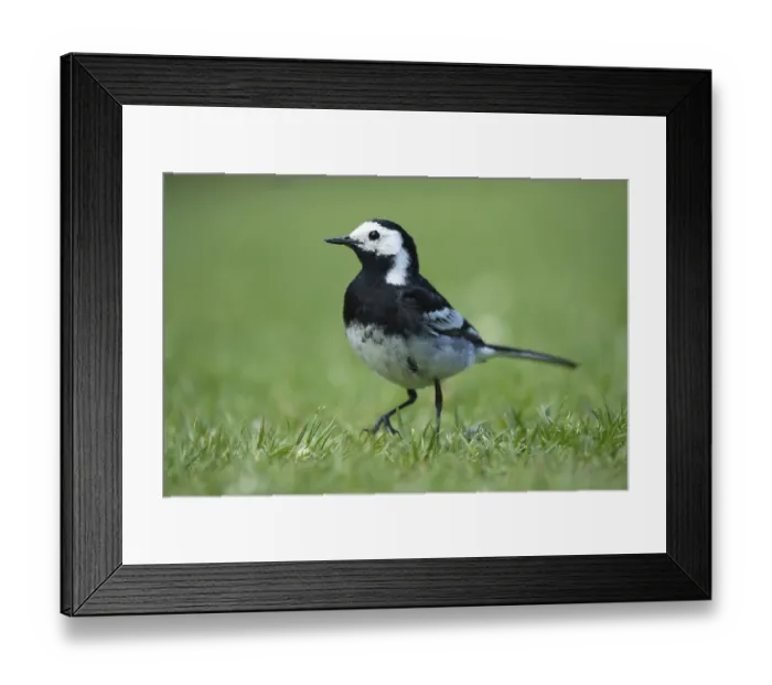Framed Print : Pied wagtail (Motacilla alba) adult bird walking on a garden grass lawn Framed Print : Pied wagtail (Motacilla alba) adult bird walking on a garden grass lawn