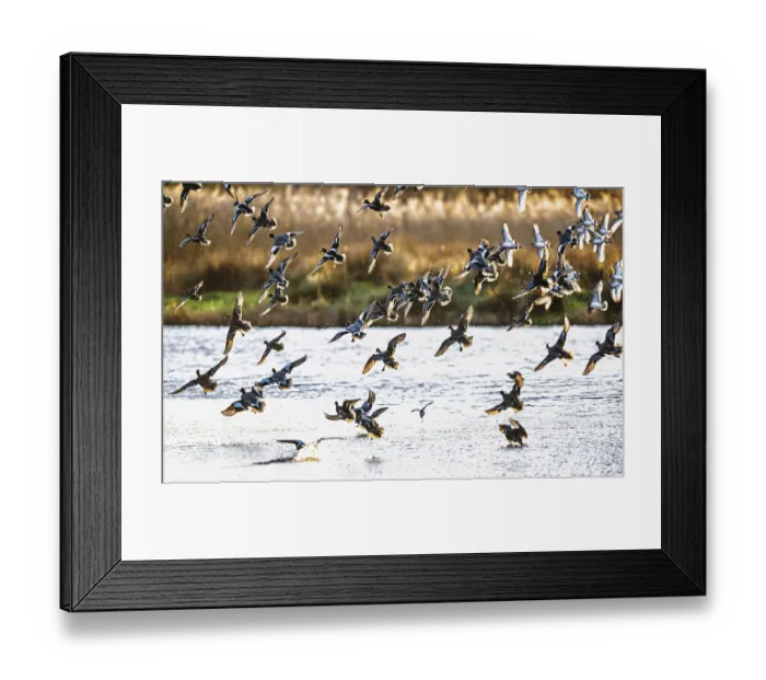 Framed Print : Eurasian Wigeon, Mareca penelope Framed Print : Eurasian Wigeon, Mareca penelope