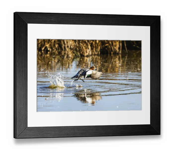 Framed Print : Eurasian Wigeon, Mareca penelope
